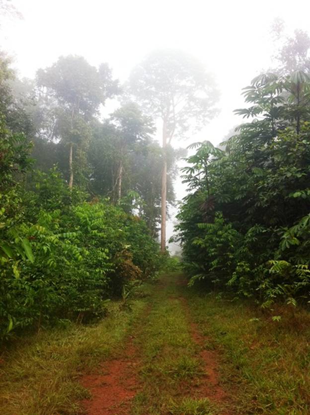 Description: D:\Gil Job Related Doc\Guyana\Guyana Photo Album\2012\Photos\04-06-12\web\1.jpg