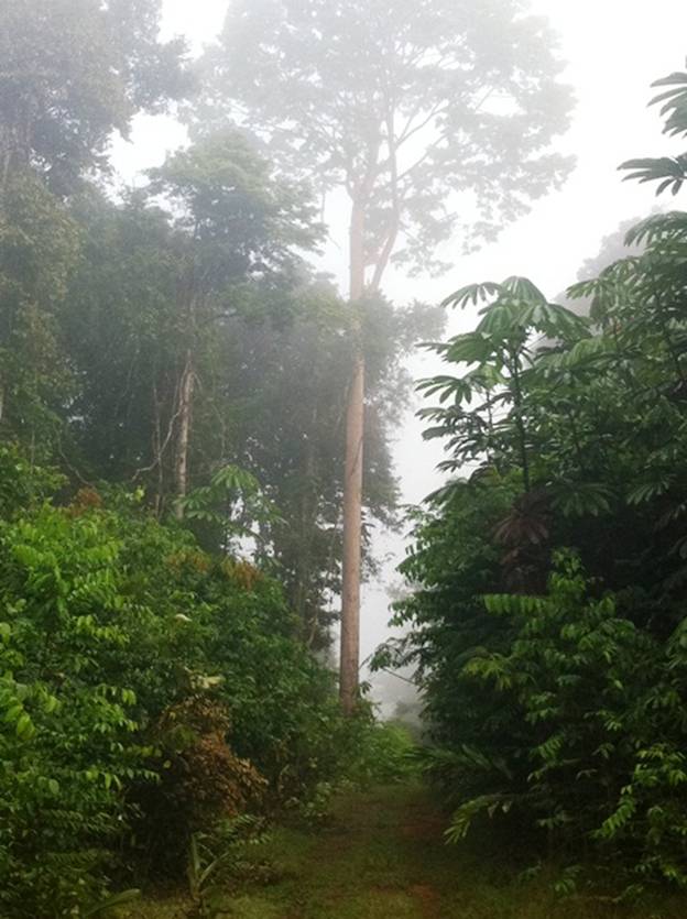 Description: D:\Gil Job Related Doc\Guyana\Guyana Photo Album\2012\Photos\04-06-12\web\2.jpg