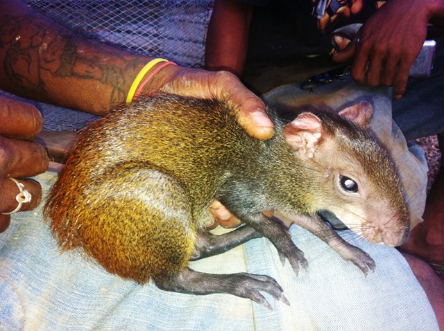 Description: D:\Gil Job Related Doc\Guyana\Guyana Photo Album\2012\02-23-12\3 Acommodation\23.jpg