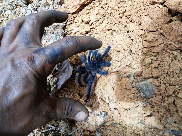 Description: D:\Gil Job Related Doc\Guyana\Guyana Photo Album\Shabanas Photos\Road to Mafia\web\15.jpg