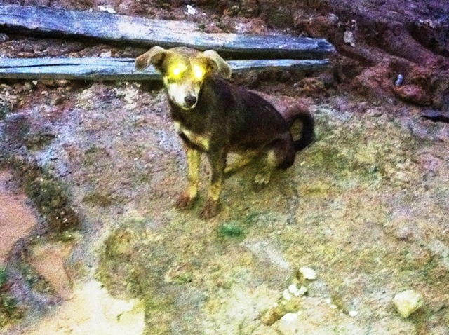 Description: D:\Gil Job Related Doc\Guyana\Guyana Photo Album\2012\01-05-12\Web\17.jpg