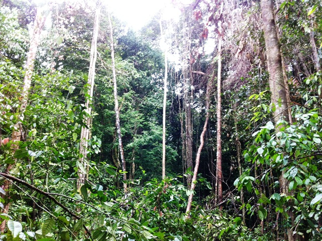 Description: D:\Gil Job Related Doc\Guyana\Guyana Photo Album\2012\01-07-12\Web\8.jpg