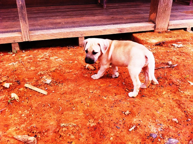 Description: D:\Gil Job Related Doc\Guyana\Guyana Photo Album\2012\01-08-12\Web\1.jpg