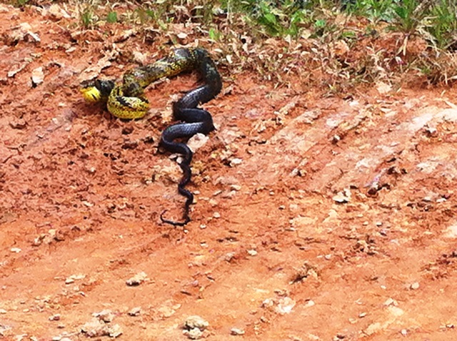 Description: D:\Gil Job Related Doc\Guyana\Guyana Photo Album\2012\03-13-12\web\3.jpg