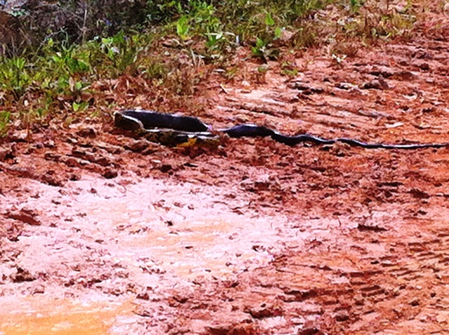 Description: D:\Gil Job Related Doc\Guyana\Guyana Photo Album\2012\03-13-12\web\5.jpg