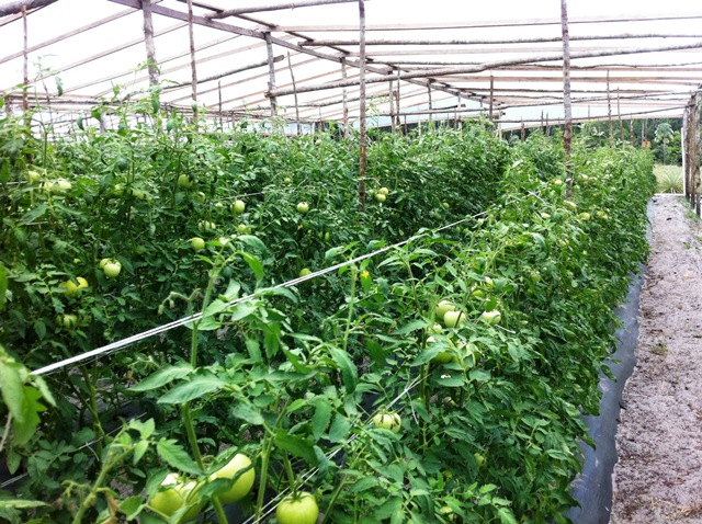 Description: D:\Gil Job Related Doc\Guyana\Guyana Photo Album\2012\Photos\03-25-12\Web\7.jpg