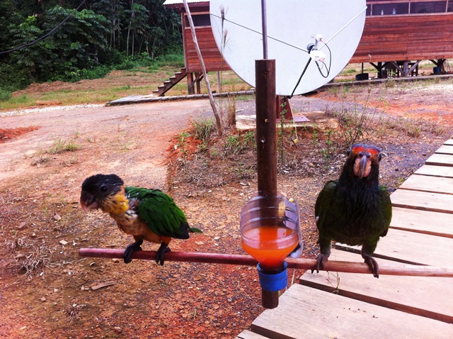 Description: D:\Gil Job Related Doc\Guyana\Guyana Photo Album\2012\Photos\05-16-12\web\15.jpg