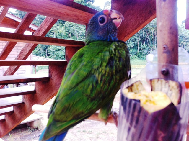 Description: D:\Gil Job Related Doc\Guyana\Guyana Photo Album\2012\Photos\05-16-12\web\16.jpg