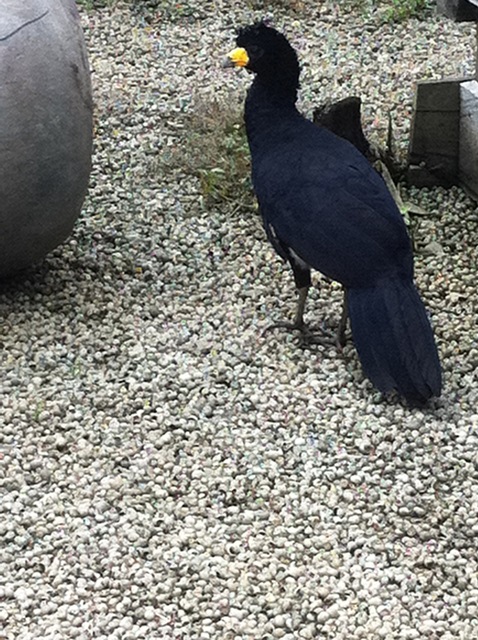 Description: D:\Gil Job Related Doc\Guyana\Guyana Photo Album\2011\11-01\Web\9.jpg