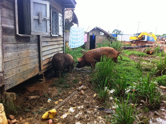 Description: D:\Gil Job Related Doc\Guyana\Guyana Photo Album\2011\11-24\Web\1.jpg