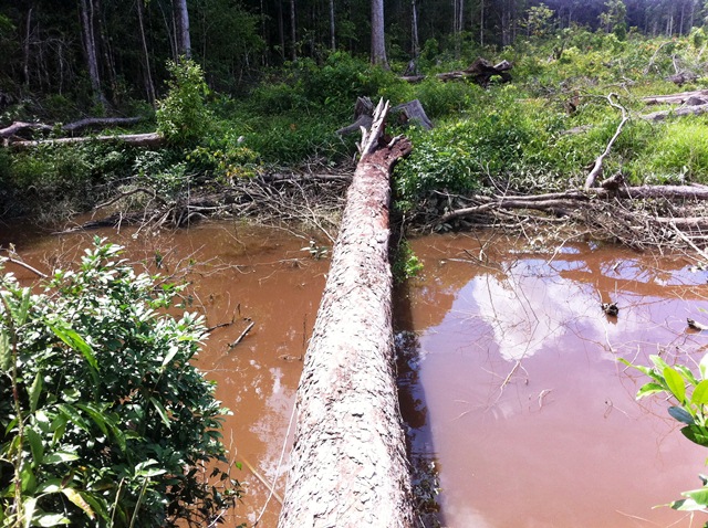 Description: D:\Gil Job Related Doc\Guyana\Guyana Photo Album\2011\11-02\Web\13.jpg